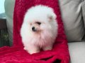 Bembeyaz pamuk kürklü Pomeranian Boo Yavrular