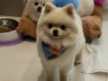 Bembeyaz pamuk kürklü Pomeranian Boo Yavrular