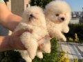 Bembeyaz pamuk kürklü Pomeranian Boo Yavrular