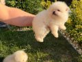 Bembeyaz pamuk kürklü Pomeranian Boo Yavrular