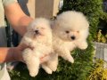 Bembeyaz pamuk kürklü Pomeranian Boo Yavrular