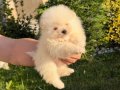 Bembeyaz pamuk kürklü Pomeranian Boo Yavrular