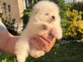 Bembeyaz pamuk kürklü Pomeranian Boo Yavrular