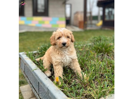 2buçuk aylık Maltipoo erkek