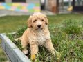 2buçuk aylık Maltipoo erkek