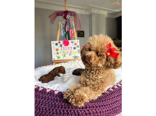 Anne altından toy poodle yavruları 