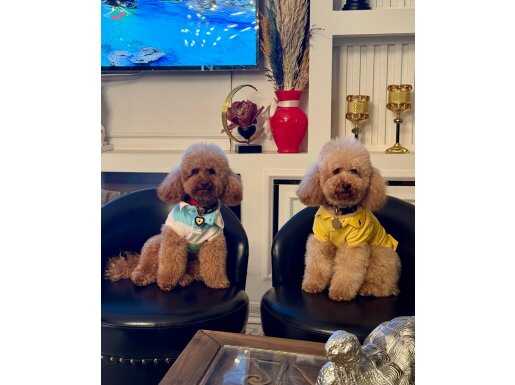 Ev üretimi eğitimli safkan toy poodle yavrularım