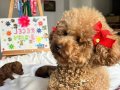 Anne altından toy poodle yavruları 