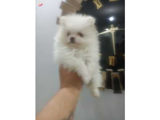 Teachup pomeranıan