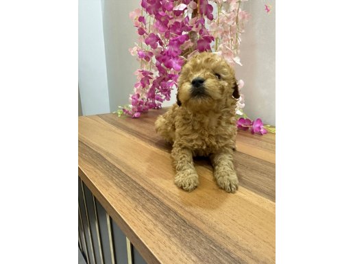 Mını toy poodlye