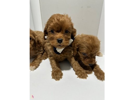 Mini toy poodle