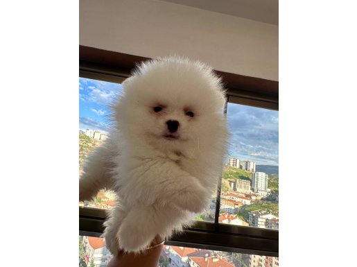 Minı pomeranıan 