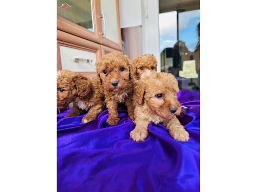 Mini toy poodlye