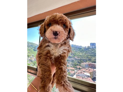 Minı toy poodlye