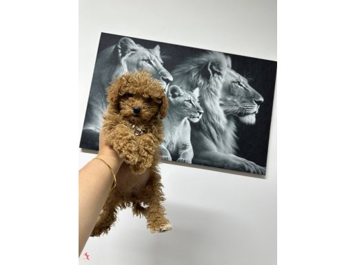 Mını toy poodlye 