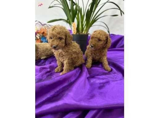 Toy poodlye
