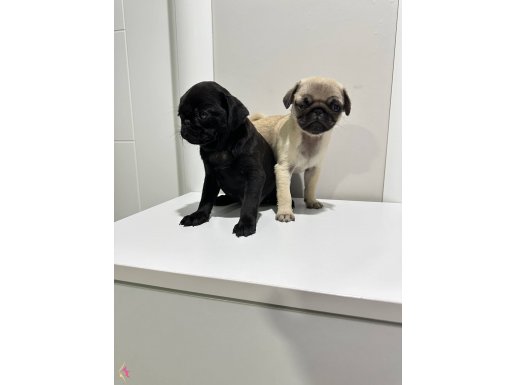 Pug mops
