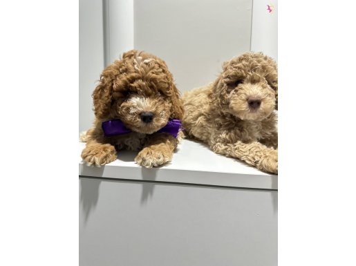 Toy poodlye bwbwklee