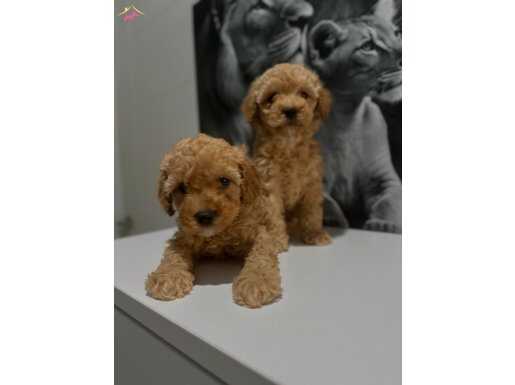 Toy poodlye
