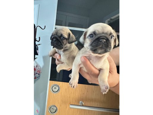 Orıjınal pug Mops 