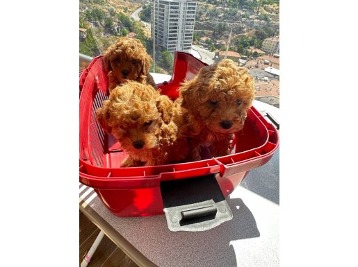 Koyu red toy poodlye yavrularımız