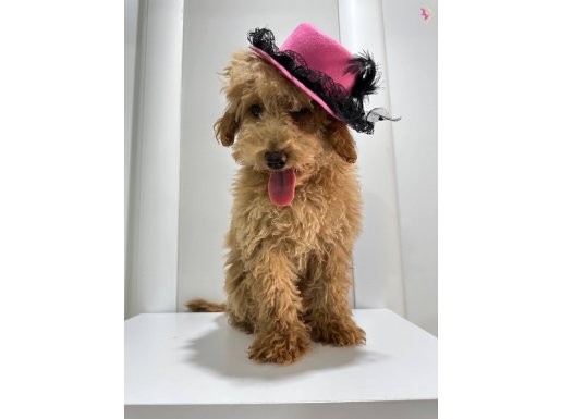 Orijinal toy Poodle