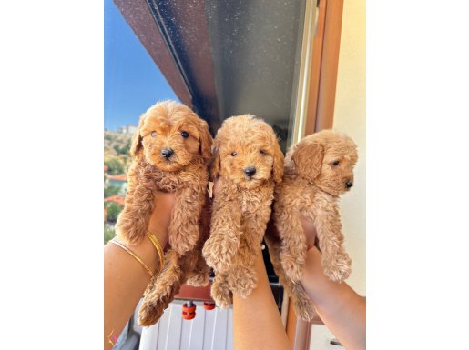 Toy poodlye