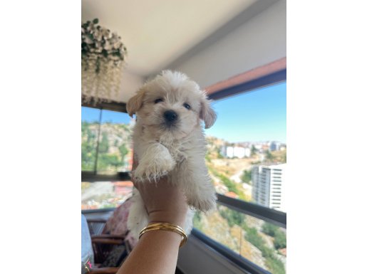0numara maltese terrıyer bebekler