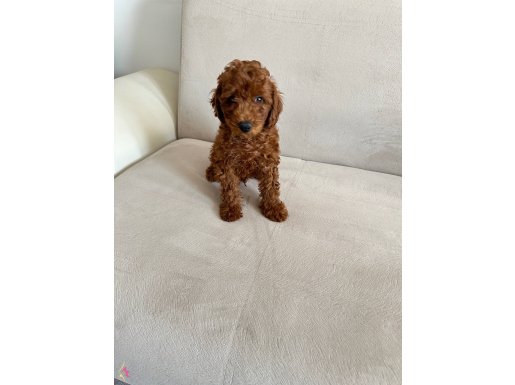 Minı toy poodlye 