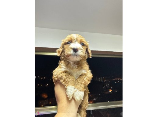 Çok sevimlı mını maltıpo