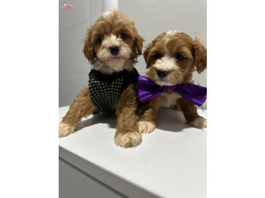 Harika Maltipoo bebekler