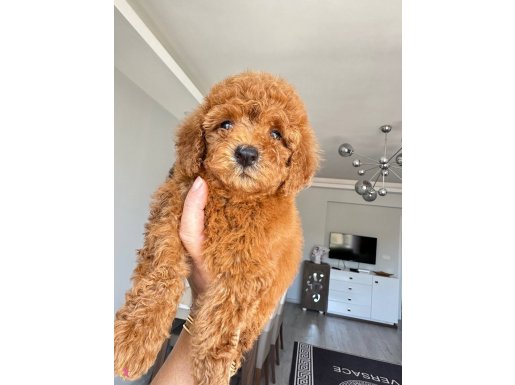 Orıjınal toy poodlye yavrularımız
