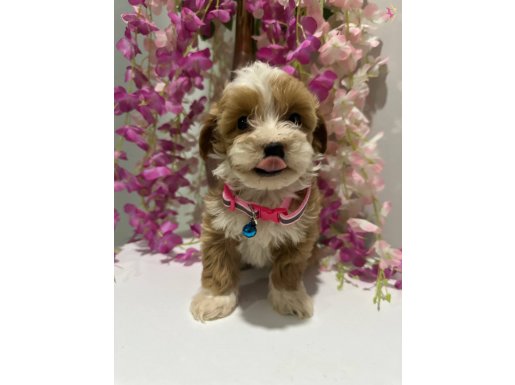 Ankara'nın en güzel maltıpo yavruları