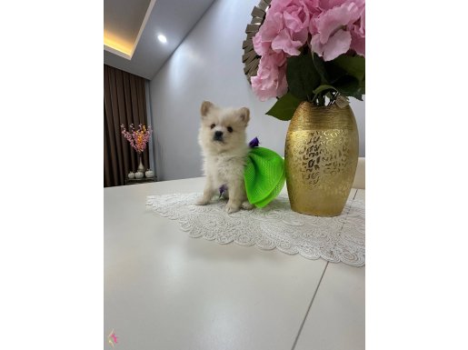 Pomeranıan shpıtc
