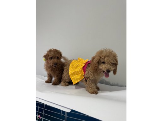 Minyatür poodlye yavrular