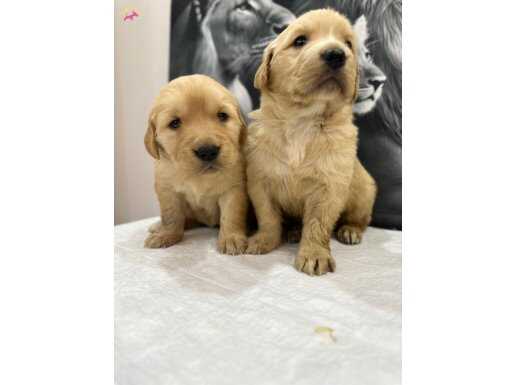 Beby Face golden yavrularımız