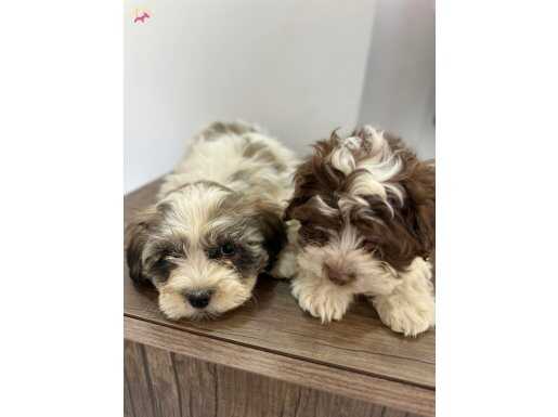 Mükemmel kalitede Shıtcu 