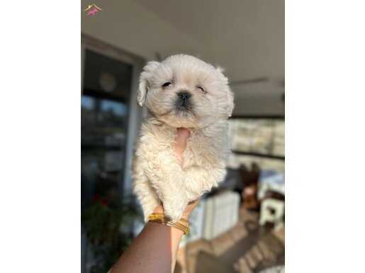 Harıka imperıal pekınese yavrularımız 