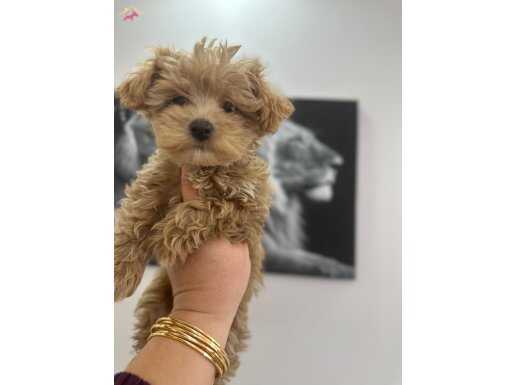 Çift aşilı toy poodlye