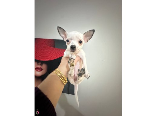 Teacup Shıvava yavrularımız