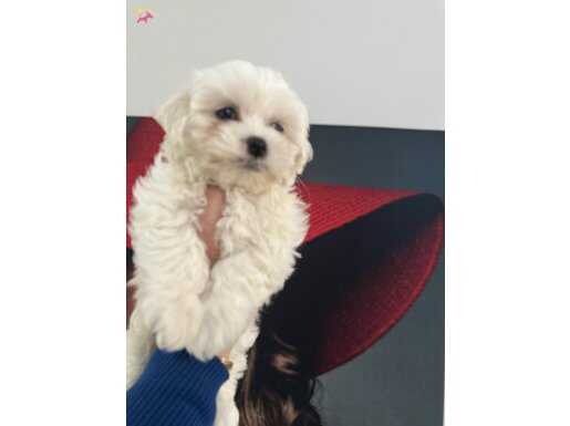 0numara orıjınal maltese terrıyer