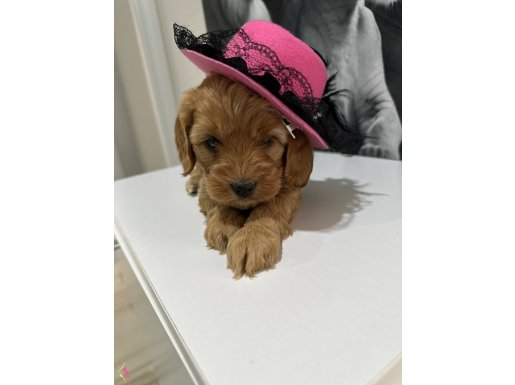 Red Maltıpo bebekler