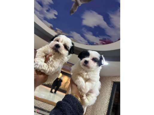 Panda surat Maltese terrıyer bebekler