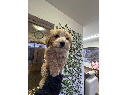 Maltıpo yavrularımız