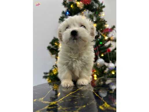 Maltıpo bebeklerımız gelmiştır