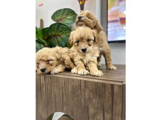 F1 Maltıpo bebekler tuy dökmeyen ve koku yapmayan tek ırk