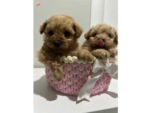 Mını toy poodlye