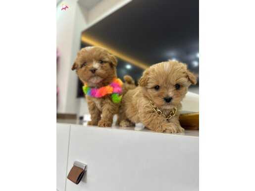 Mını korekan maltıpo