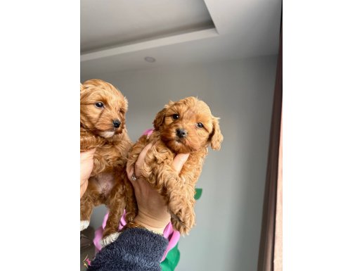 Minı maltıpo yavrular