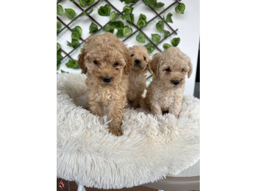 Minı aprıkot poodlye yavrularımız